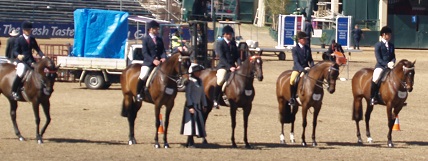 horse behaviour